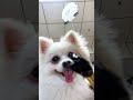 There was a surprise at the end funny nico cutedoggies cute dog