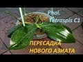 🔍Phal  Tetraspis C1🌺. Пересадка новой орхидеи🌺