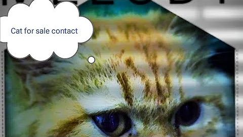 Watch the video about Persain cat for sale in hyderbad | 6281234915 | Hyderbad Fusion