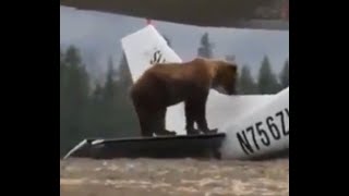 Bear Attacking a Plane!
