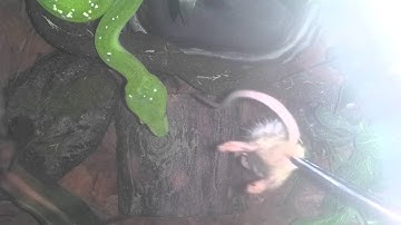 Green tree python eating adult mouse