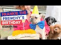 Happy birthday Coco the Lab and Frankie the Frenchie and welcome back Pojo