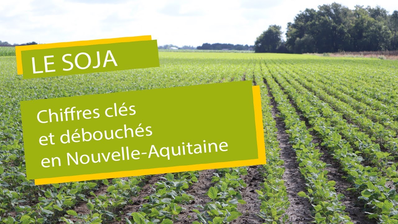 Débouchés et chiffres clés du soja en Nouvelle-Aquitaine