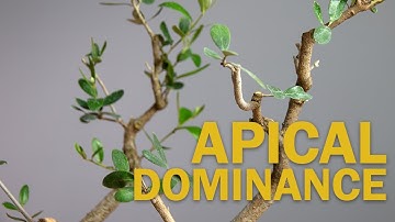 Bonsai Tips & Techniques: Apical Dominance