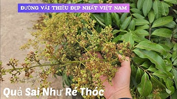 Vải Thiều Lục NGạn Đậu Quả Sai Như Ré Thóc Tại Con Đường Vải THIỀU Đẹp Nhất Việt Nam