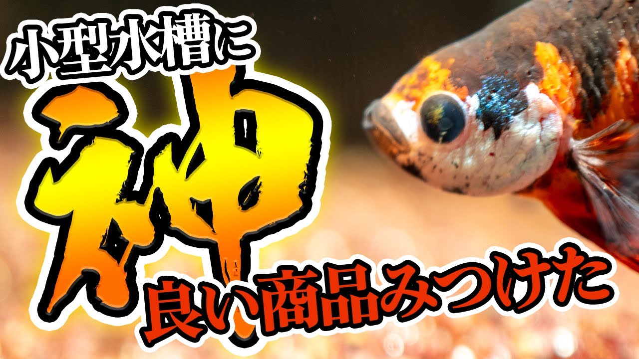 【レビュー】神アイテムがミニに！小型水槽やベタ・ボトルアクアリウムに最適なアクアリウム用品レビュー #アクアリウム #熱帯魚 【ビバアクア】