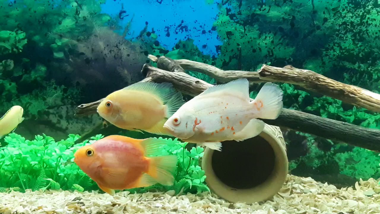 Oscar fish. Severum fish. Papagan fish. Ciklet akvaryumu YouTube