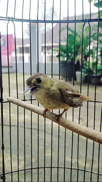 Kicauan Brinji Rambut Tunggir #burungcililin #kicaumania #burung #brinjitunggir #bird #birds #gacorr