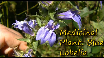 Is blue lobelia Edible?