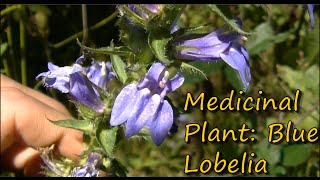Blue Lobelia Identification
