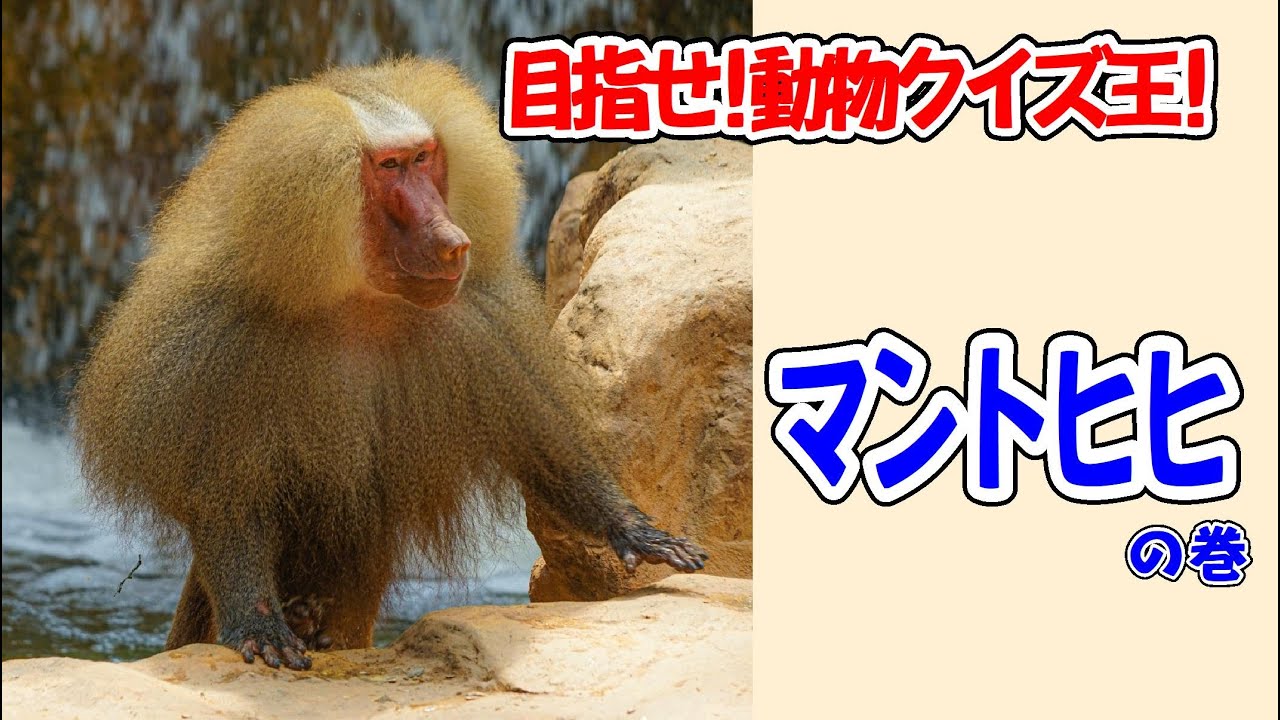 目指せ 動物クイズ王 マントヒヒ の巻 Youtube