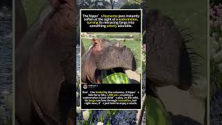 Hippo Crushes Watermelon in One Bite (You Won’t Believe Its Power) foryou #fyp #animals #funny