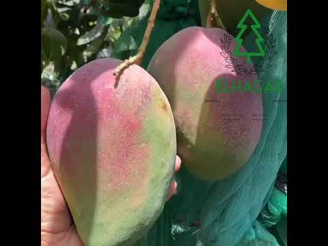 مانجو ناعومي