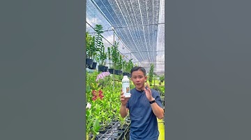 Dịch chuối tưới lan an toàn #ghienhoalan