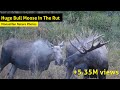 Huge Bull Moose in the Rut: What Will Happen Next?