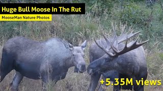 Huge Bull Moose In The Rut: What's Going To Happen Next?
