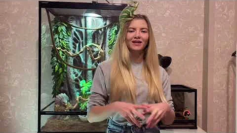 ЧТО НЕОБХОДИМО ДЛЯ СОДЕРЖАНИЯ ХАМЕЛЕОНА ДОМА