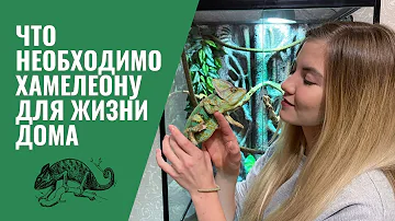 ЧТО НЕОБХОДИМО ДЛЯ СОДЕРЖАНИЯ ХАМЕЛЕОНА ДОМА