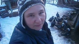 Обзор домашней птицы. Отбираем уток на племя. Обзор домашней птицы. Отбираем уток на племя.