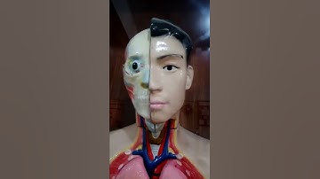 Human Anatomy Model @RDSA Tutorial