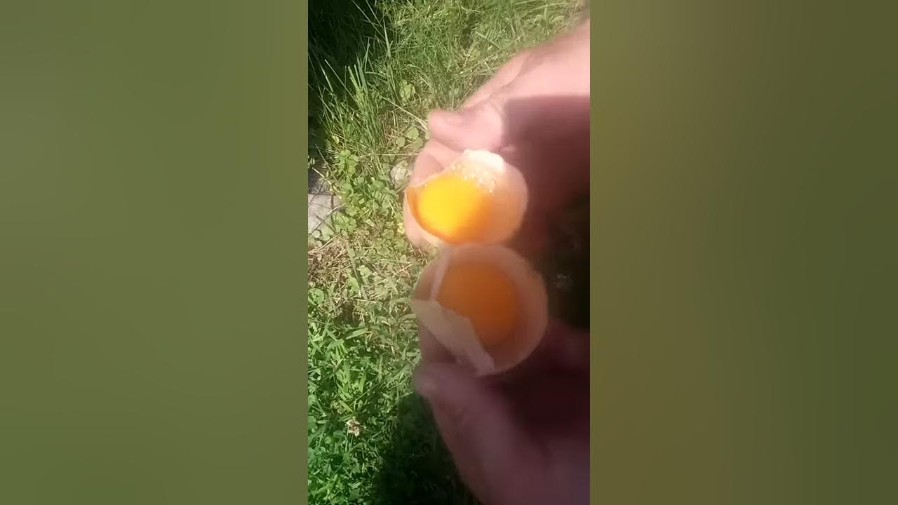 Constipated chicken with deformed egg YouTube