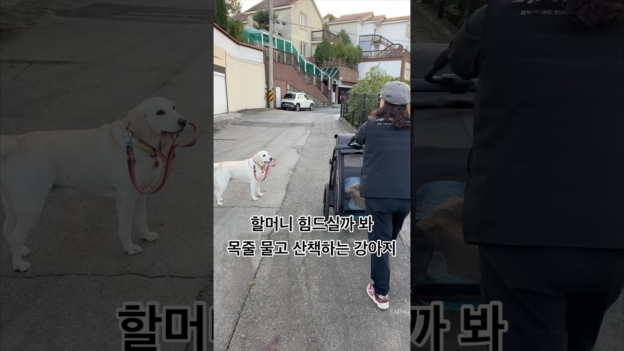 혼자 산책하는 리트리버 알고 봤더니