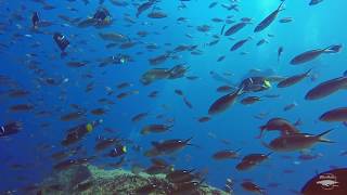 Reefs full of life in Loreto, BCS, Mexico.