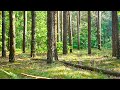 Beautiful summer forest. Singing birds in the forest, first days of summer. Relaxing atmosphere