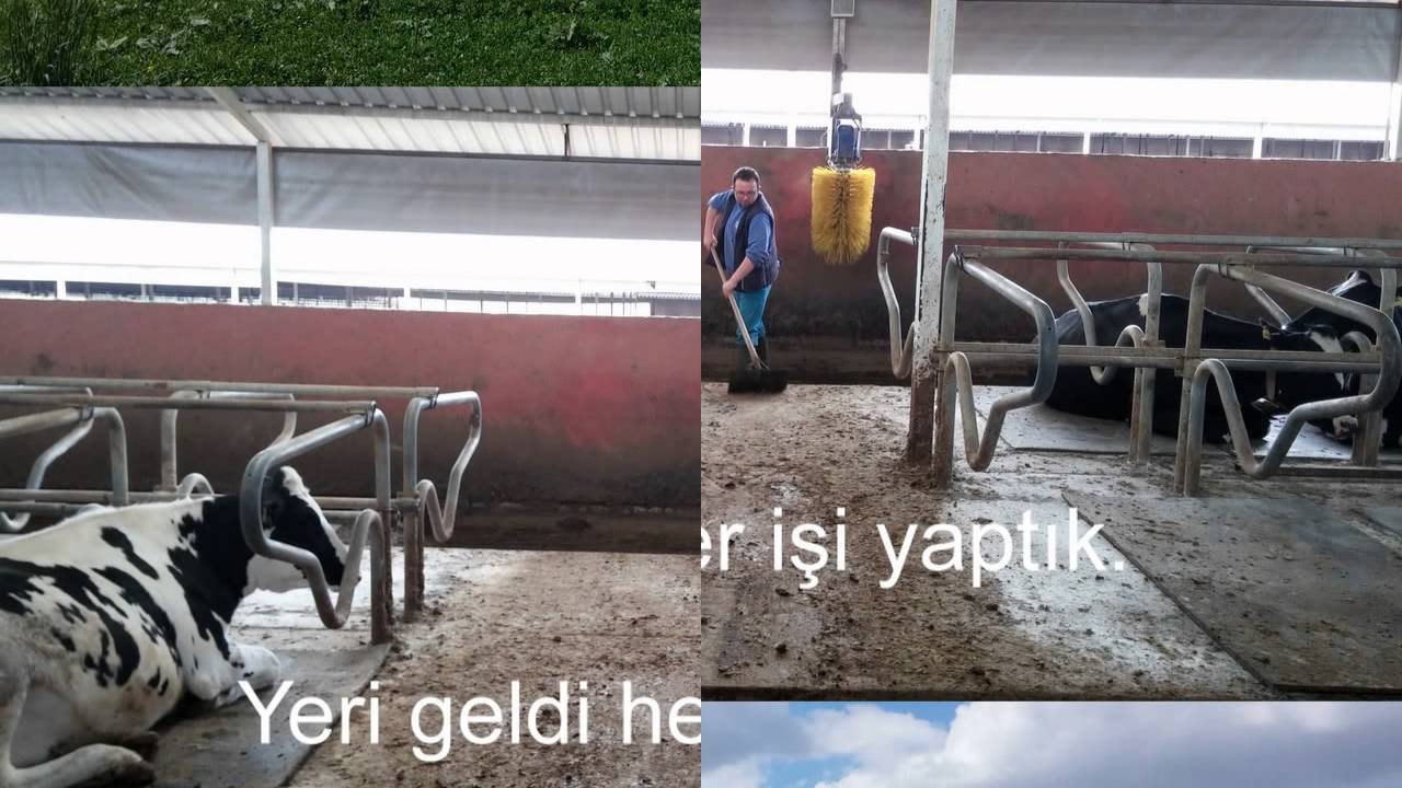 Demirezenler Hayvancılık