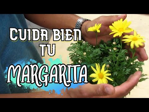 Video: Requisitos de cultivo de la margarita Blackfoot: una guía para el cuidado de la margarita Blackfoot