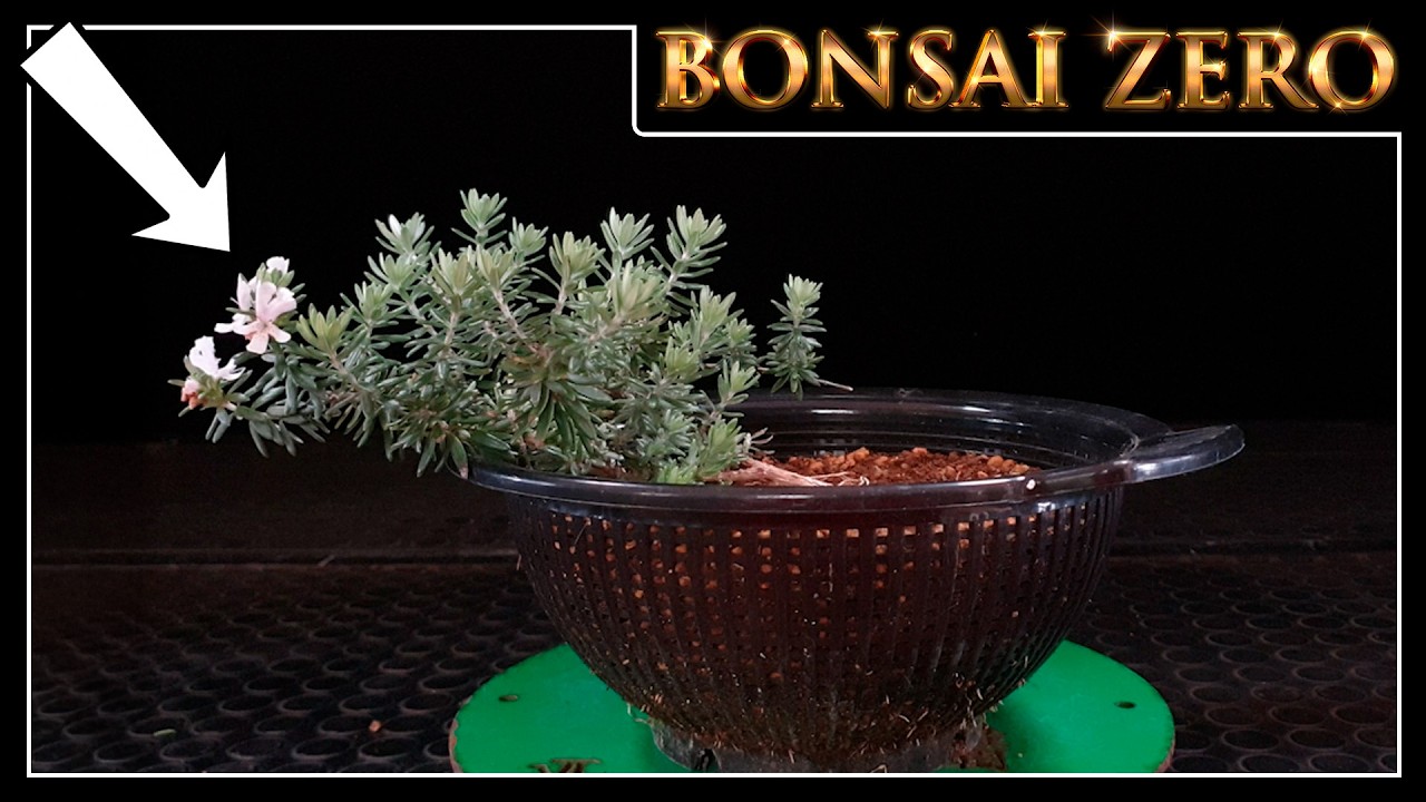BONSAI Zero WESTRINGIA Dando flores! | Primer Diseño