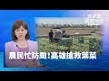 強颱影響農業