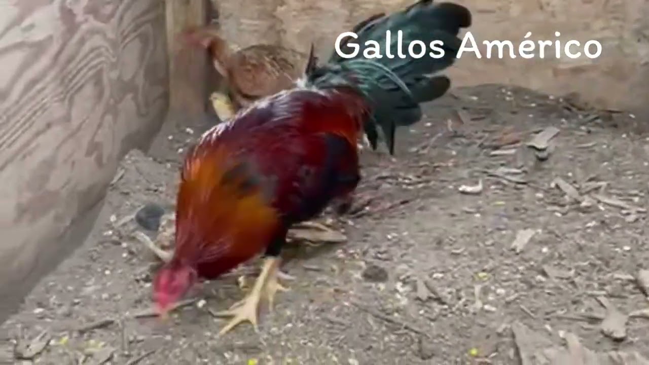 El Dr  Abreu consejos sobre la cría