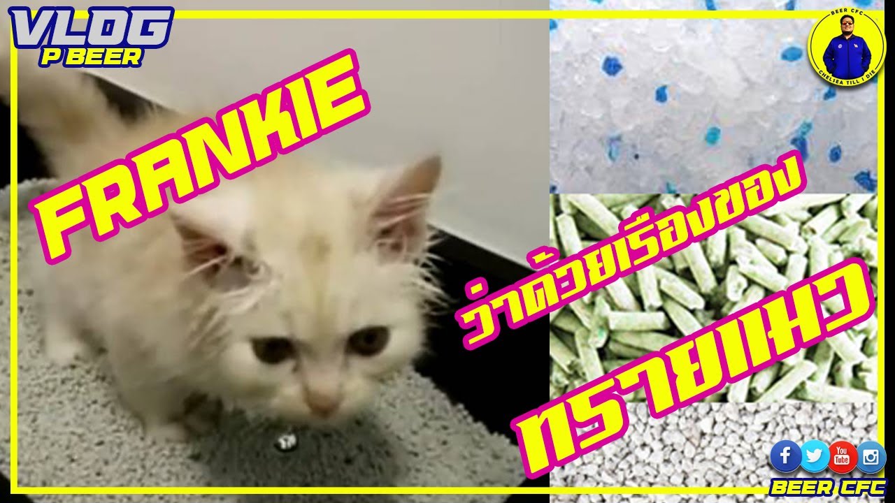 เลือกใช้ทรายแมวแบบไหนดี รีวิวทรายแมวแบบต่างๆ [FRANKIE THE CAT EP.2]