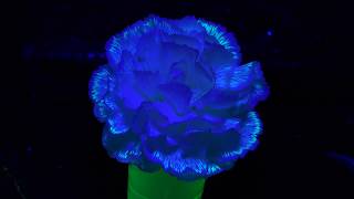 Happy Mothers Day From Nurdrage