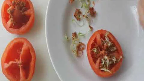 Comment faire pousser les plants de tomates ?