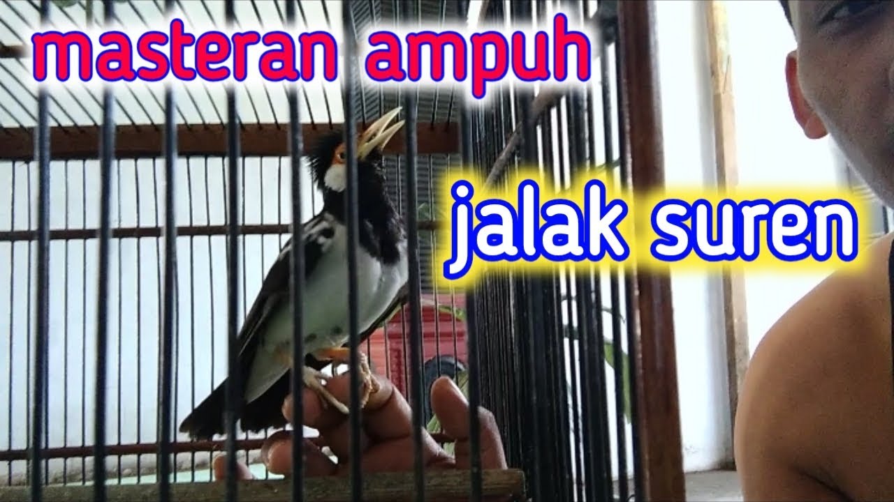 Jalak suren super gacor 