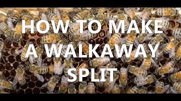 How to Make a Walkaway Split (Newfoundland Beekeeping)