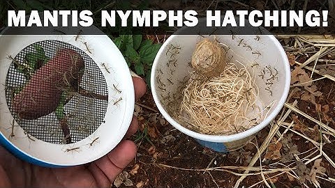 Praying Mantis Nymphs Hatching (full, unedited video)