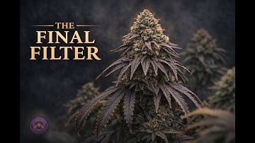 Episode 7 - Phenohunt Masterclass: Final Form - The Full Flowering Cycle