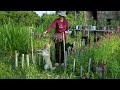 Full Video: Plant flowers in front of the hut for 41 full days - Cook frogs for cute dogs