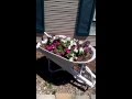 Antique wheelbarrow planter Antique wheelbarrow planter