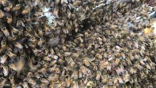 Why Can’t They All Be This Chill?!?! #beekeeping #honey by Richard Scott 210 views 1 year ago 2 minutes, 30 seconds