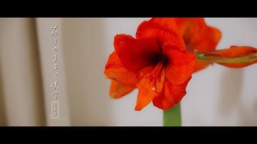 「在りのままで咲け」予告編（映倫）