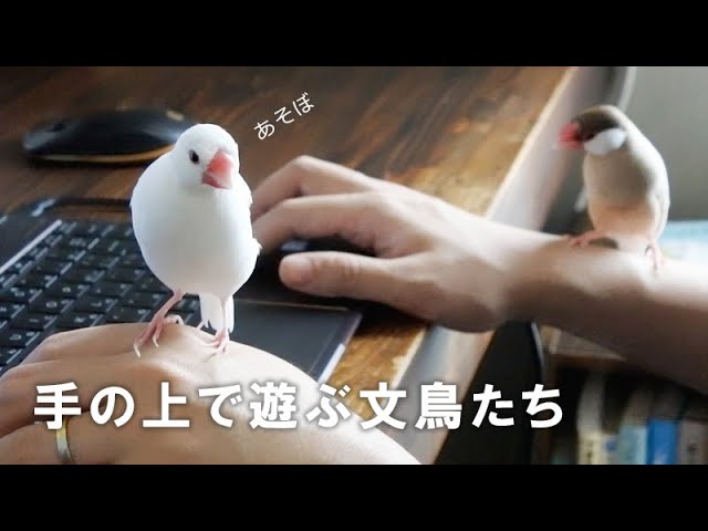 小さな文鳥たち 手の上で遊ぶ文鳥たち【文鳥と暮らすvol.059 】javasparrow - YouTube