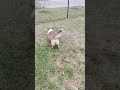 Tildy Wallowing After A Watering (Shorts) #shorts