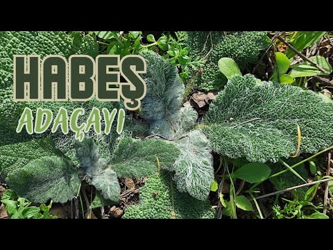 HABEŞ ADAÇAYI (Salvia Aethiopis) / Hangi Hastalıklara İyi Gelir? / Şifalı Bitkiler