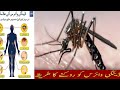 #dengue_fever plz Must Watch...... Dr. Advices ڈینگی وائرس