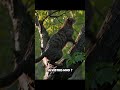 The Cat You Didnt know who's their Father is #cat #herrscherofthunder #animalheroes