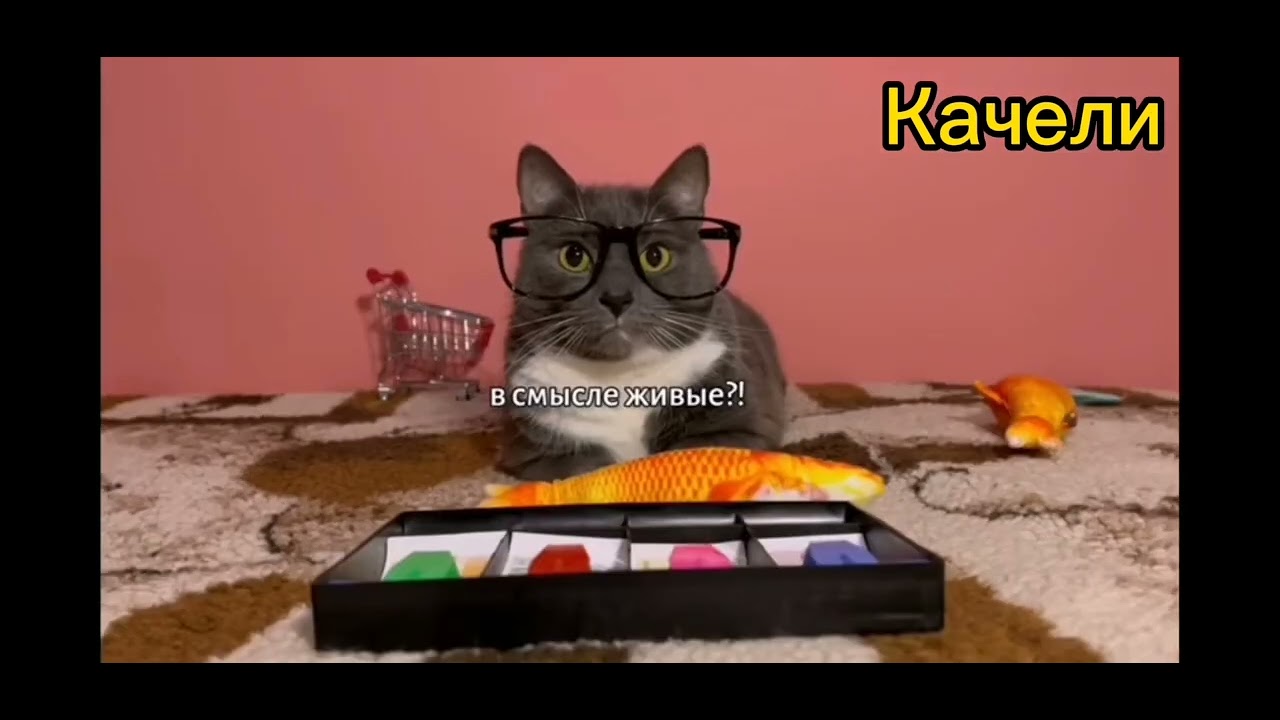 Канал котинет
